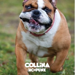 COLLINA - HC = Punk  CD